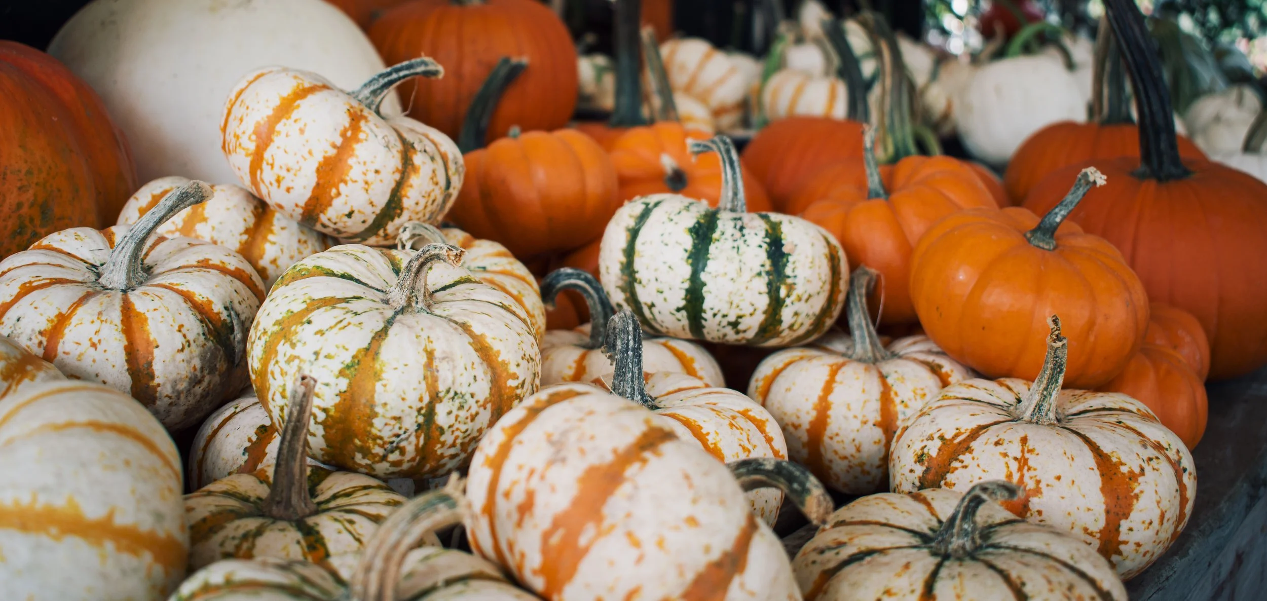 pumpkin days are here — Wilson Plant Co